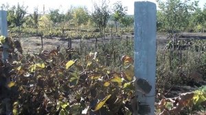 Советы по выбору бетонных столбиков для виноградной шпалеры и забора.