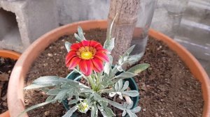 Gazania Roja Espectacular, Spectacular Red Gazania, शानदार लाल गज़ानिया, Gazania Vermelha