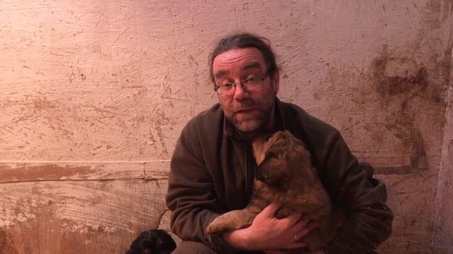 Памятка владельцам щенков тибетского мастифа из питомника RussianDog. Часть вторая. смотреть онлайн