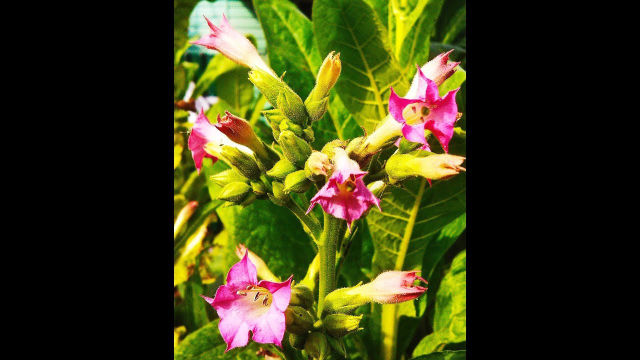 ДНЕВНИК ТАБАКОВОДА  1  15.02.16. ПОСЕВ СЕМЯН ТАБАКА.  ТАБАК