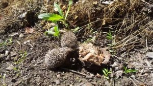 Что едят ежи?