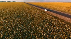 Бесконечные поля подсолнухов. Sunflowers. Xiro Mini.