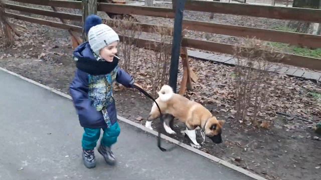 Прогулка с питомцем