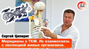 Меридианы в ТКМ и их связь с эволюцией живых организмов
