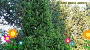 Можжевельник китайский Кетелери. Краткий обзор, описание характеристик juniperus chinensis Keteleer