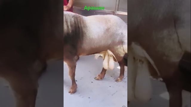 Арашаны овцы Арашан порода Арашан