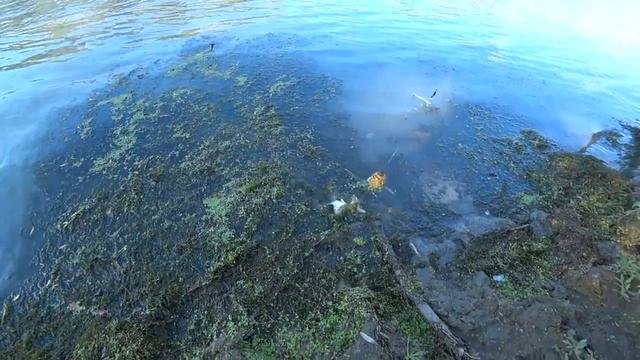 рыбалка на кубани рыбалка на реке кубань рыбалка в краснодарском крае краснодарский край река кубань смотреть онлайн