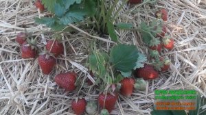 Если вы так сделаете, то собирать клубнику будете ведрами