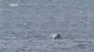 Кит убийца Касатка National Geographic