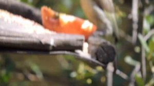 Black-collared Barbet feeding on apple