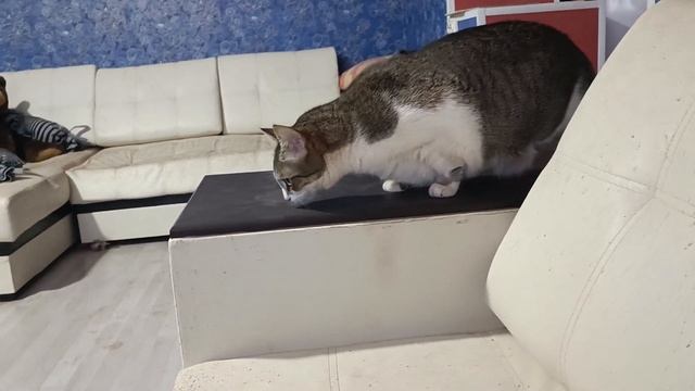 Как знакомятся кошки смотреть онлайн