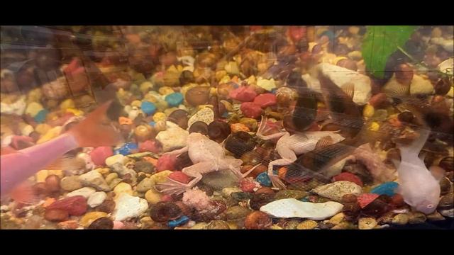 Богослужения Великого поста 2023г Часовня Альметьевск смотреть онлайн