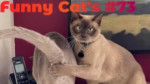 Смешные коты #73.mp4