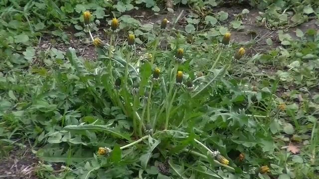 Музыкальная релаксация Исцеление от стресса, тревоги и депрессивных состояний излечивает разум смотреть онлайн