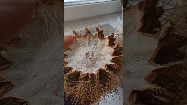 Омоложение кактуса. Пересадка кактуса. Грунт для кактуса и сукулентов.