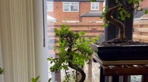 Beginner's guide to looking after your Indoor Bonsai over Winter