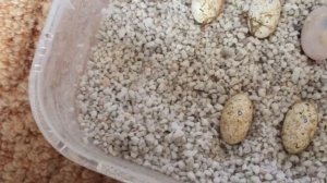 Новые яйца от эублефара.