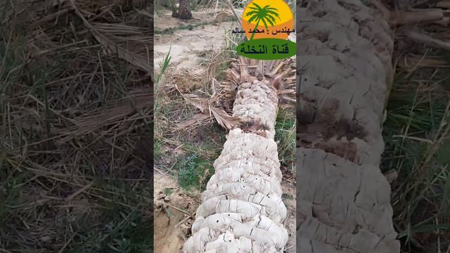 شاهد مظاهر الإصابة المتقدمة بحفار ساق النخيل ذو القرون الطويلة смотреть онлайн