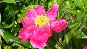 пион сеянец №20 (Vlasova' 2024)