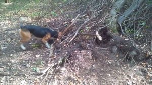 Притравка Эстонской гончей барсуку еноту