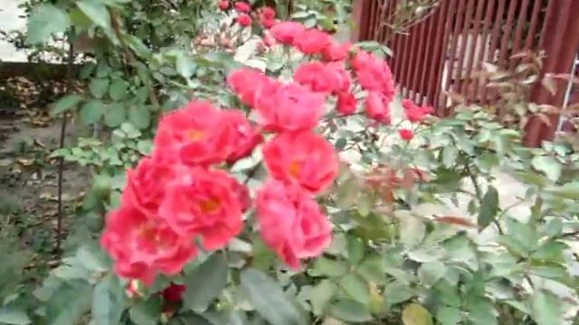 Лучшие сорта роз для сада: что посадить смотреть онлайн