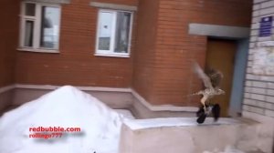 Черный ястреб поймал ворону /black hawk caught a crow
