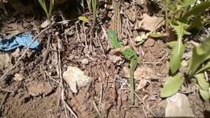 Ящерица зеленая.