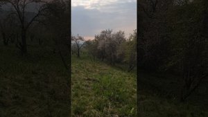 Северс дикая яблоня  цветёт раньше чем культурные сорта яблок и переопылиться они не могут