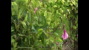 Clématite Integrifolia Alionushka by clematite.net - Spécialiste des plantes de jardin