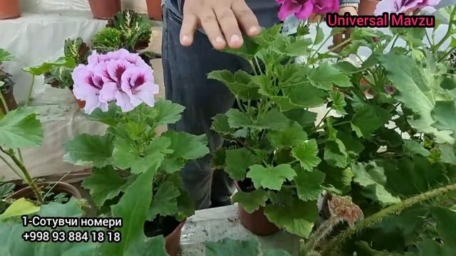 Наманганда Гул байрами 2023 й. Гуллардан заказ қилса хам булади смотреть онлайн