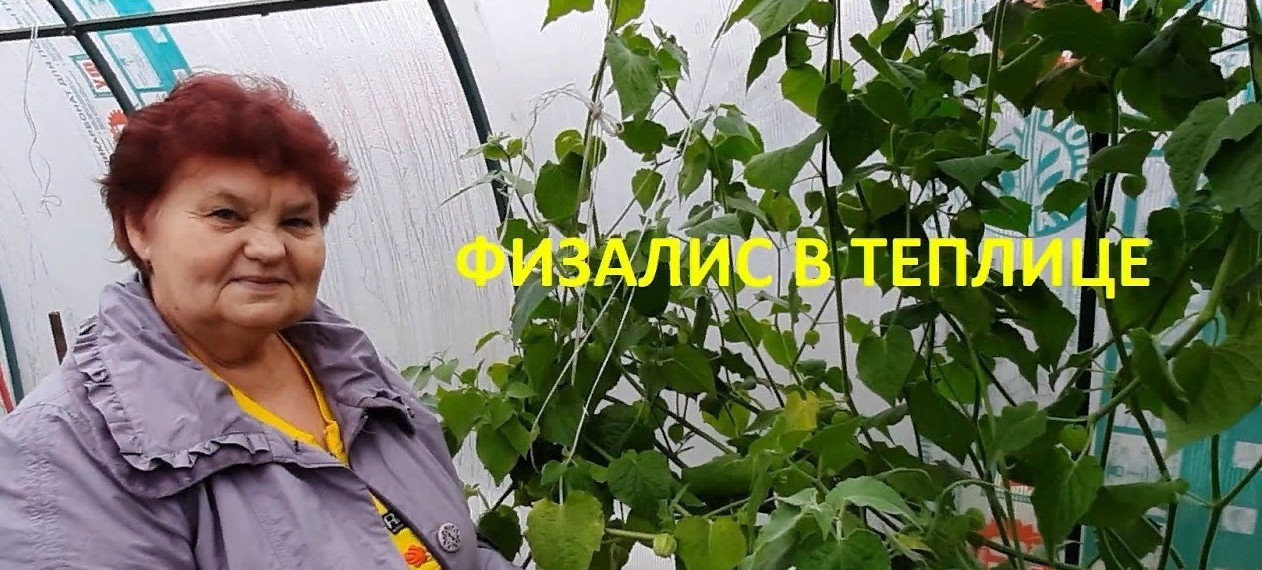 ✅ФИЗАЛИС
