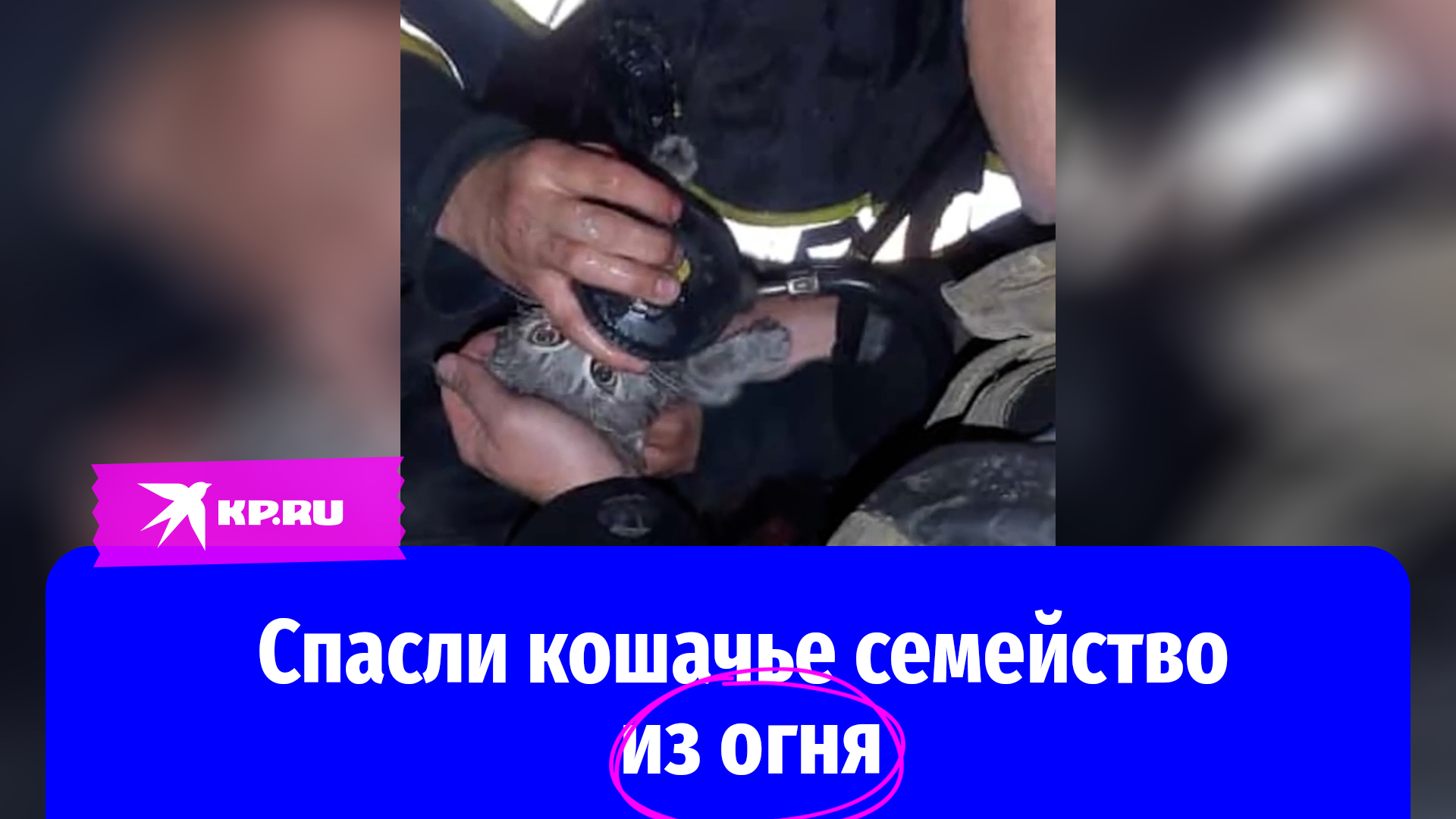 В Астрахани пожарные спасли кошку с котятами из горящей квартиры