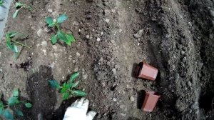 Хороший и быстрый способ посадки болгарского перца. как легко посадить болгарский перец.