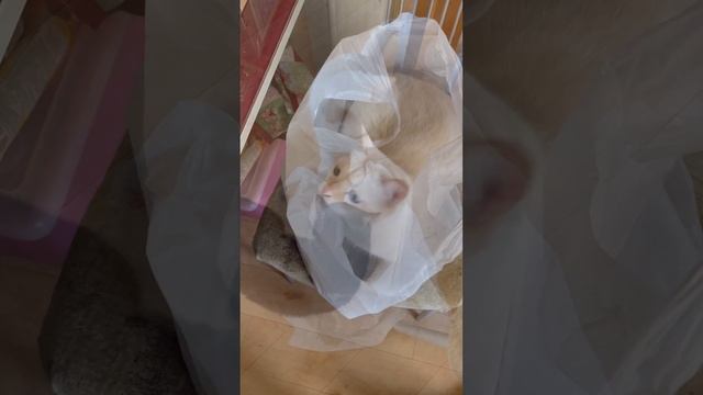 Каждому коту по мешку! И будет им счастье!