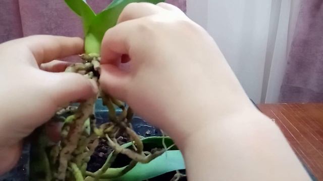 Попытка спасти орхидею с гнилыми корнями и гнилой шеей. смотреть онлайн