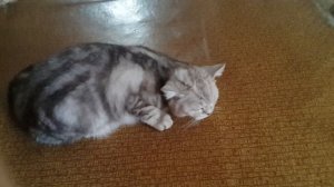 А как выплёвывает шерсть Ваша кошечка?