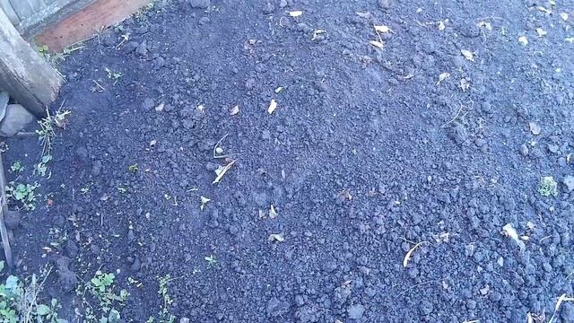 когда сажать чеснок под зиму//when to plant garlic for winter смотреть онлайн