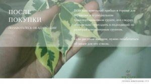 Фикусы. Выпуск 9. Фикус Бенджамина Голден Кинг