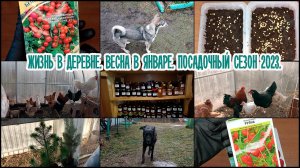 ?Купили дом в деревне. ?Весна в Январе. ?Посадочный сезон 2023.
