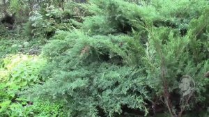 МОЖЖЕВЕЛЬНИК ЛЕГКО РАЗМНОЖИТЬ ОТВОДКАМИ!