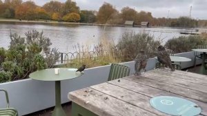 Птица, которая ничего не боится