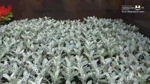 Город Никополь сегодня