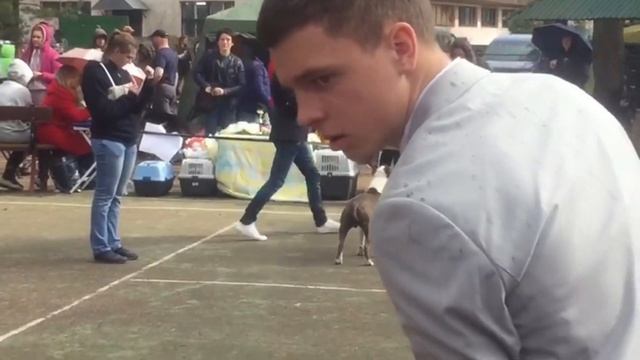 Выставки собак в Беларуси. Ринг амстаффов. смотреть онлайн