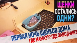 Щенки останутся одни на всю ночь?