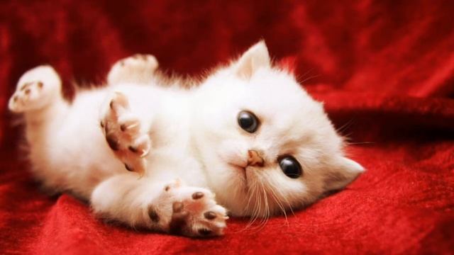 Топ самые милые фото котят♡♡♡¿