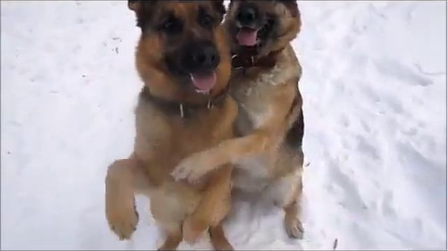 Как фотографируются собаки смотреть онлайн