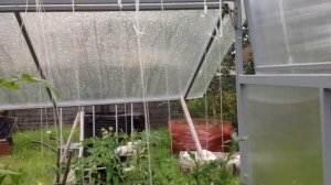 ПОМИДОРЫ В МЕШКАХ 2016. Часть вторая: УРОЖАЙ. Спец. мешки и теплица. Tomatoes in Bags.