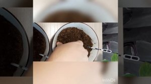Какой грунт для фиалок выбрать?? Klasmann или Агробалт???