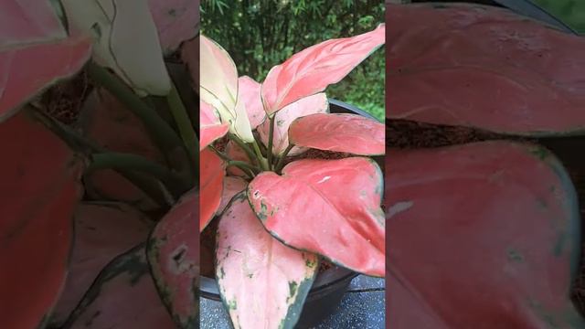 Aglaonema pink lady valetine