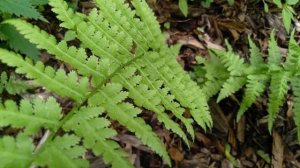 Папоротник, места произрастания, легенды: маленькое видео из цикла интересное в природе